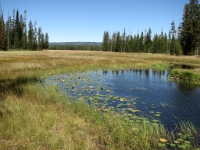 Pond along the Bechler Trail